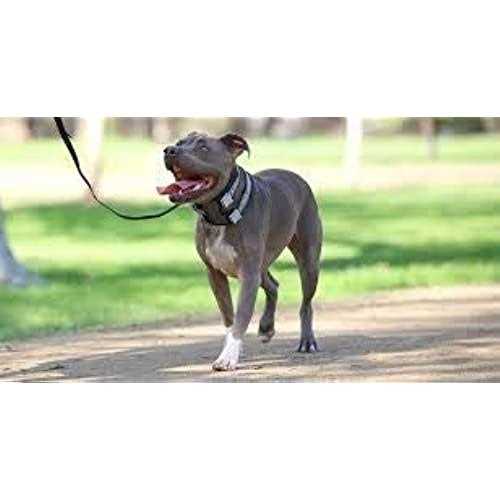 Training Collar T28324