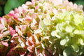 Creamy Lime and Pink Flowers Hydrangea Live Shrub Q34907