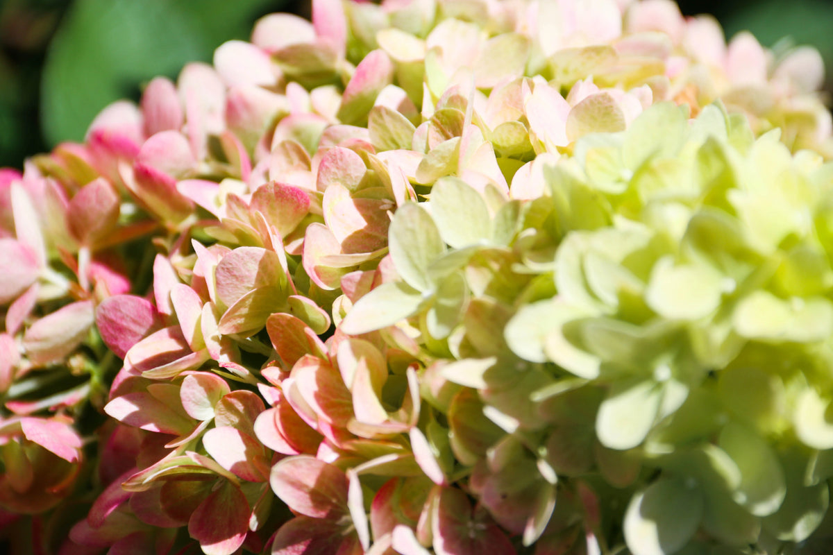 Creamy Lime and Pink Flowers Hydrangea Live Shrub Q34907