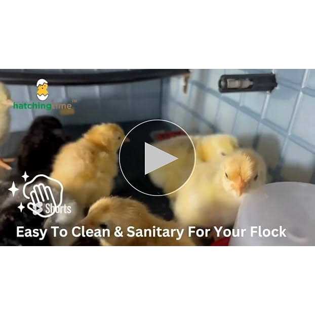 Chick Brooder A504