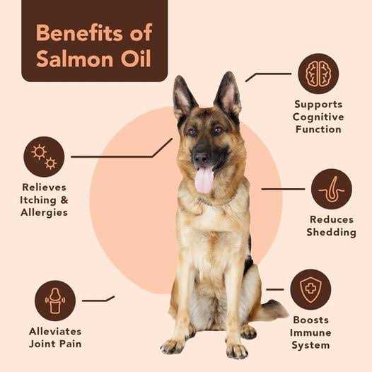 Salmon Oil for Dogs A701148