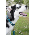 Nylon Dog Collar E721