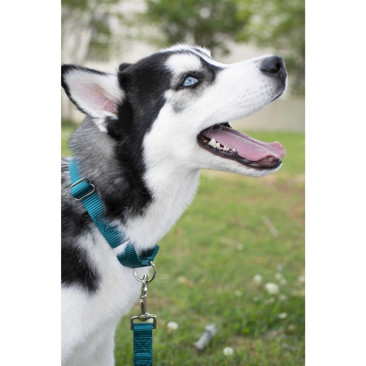 Nylon Dog Collar E721