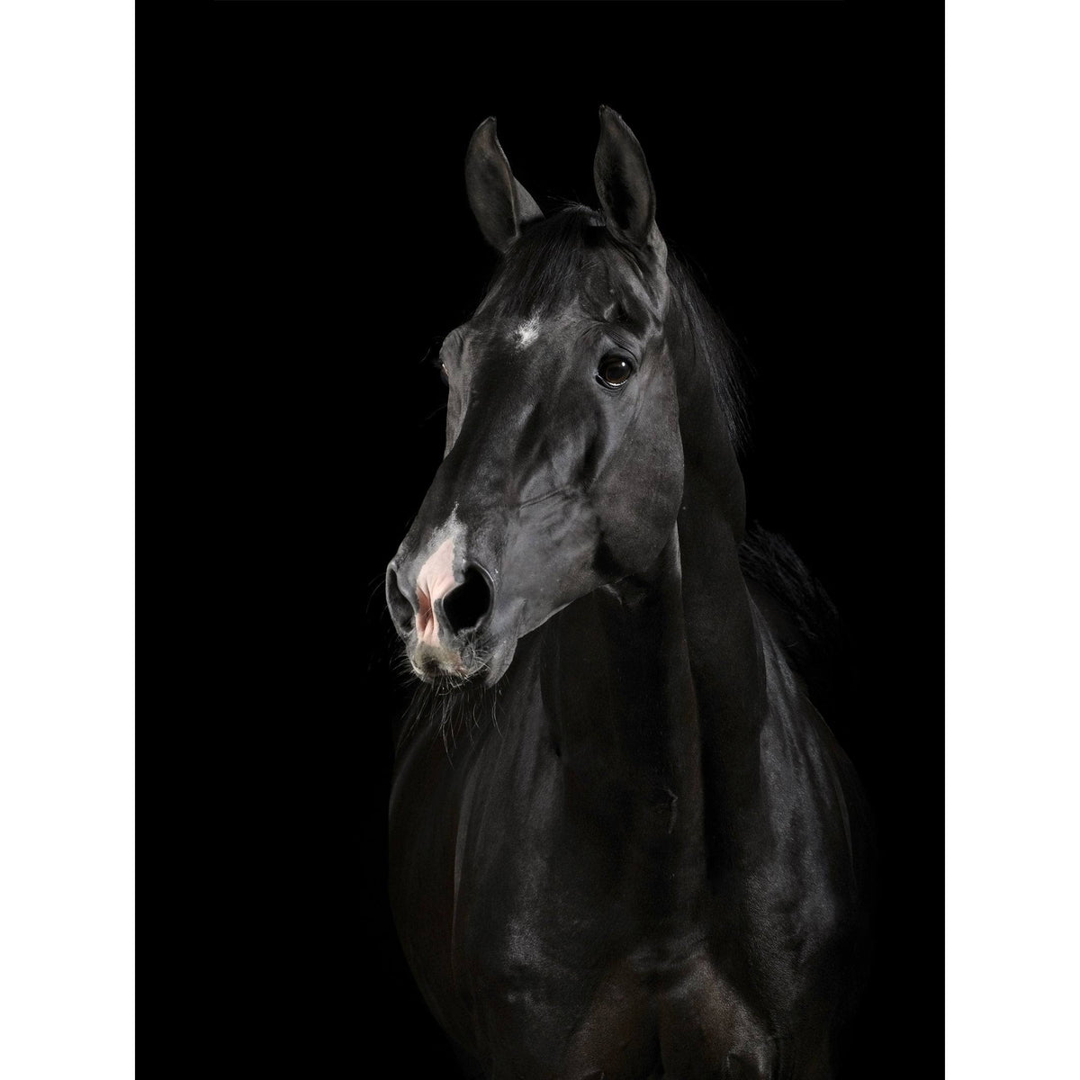 Black Horse Face Canvas Art 30 x 40 in. C91410